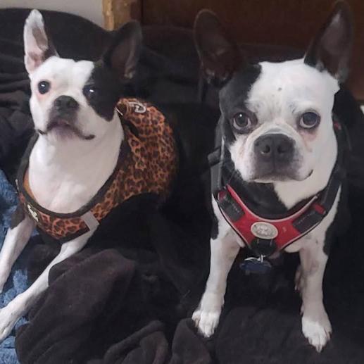 Enlarge SUSIE Q, a Adoptable Boston Terrier in Decatur, AL image 2/4