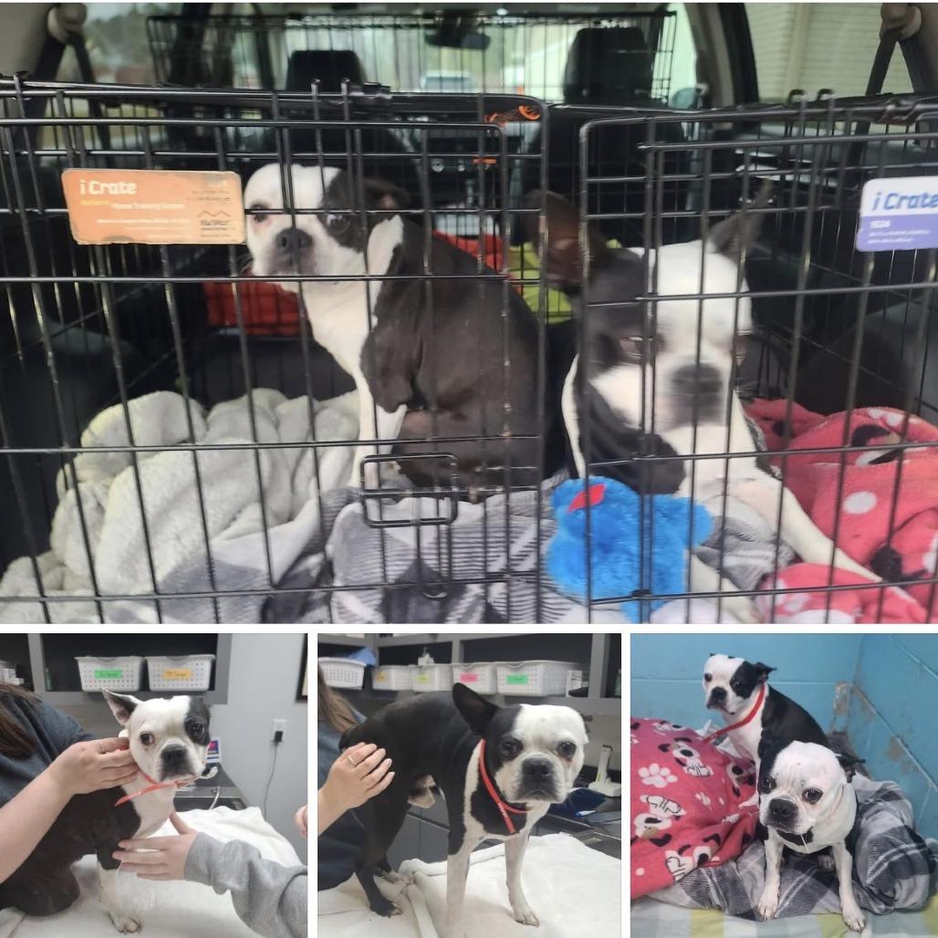 Enlarge SUSIE Q, a Adoptable Boston Terrier in Decatur, AL image 3/4