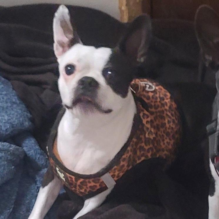 Enlarge SUSIE Q, a Adoptable Boston Terrier in Decatur, AL image 4/4