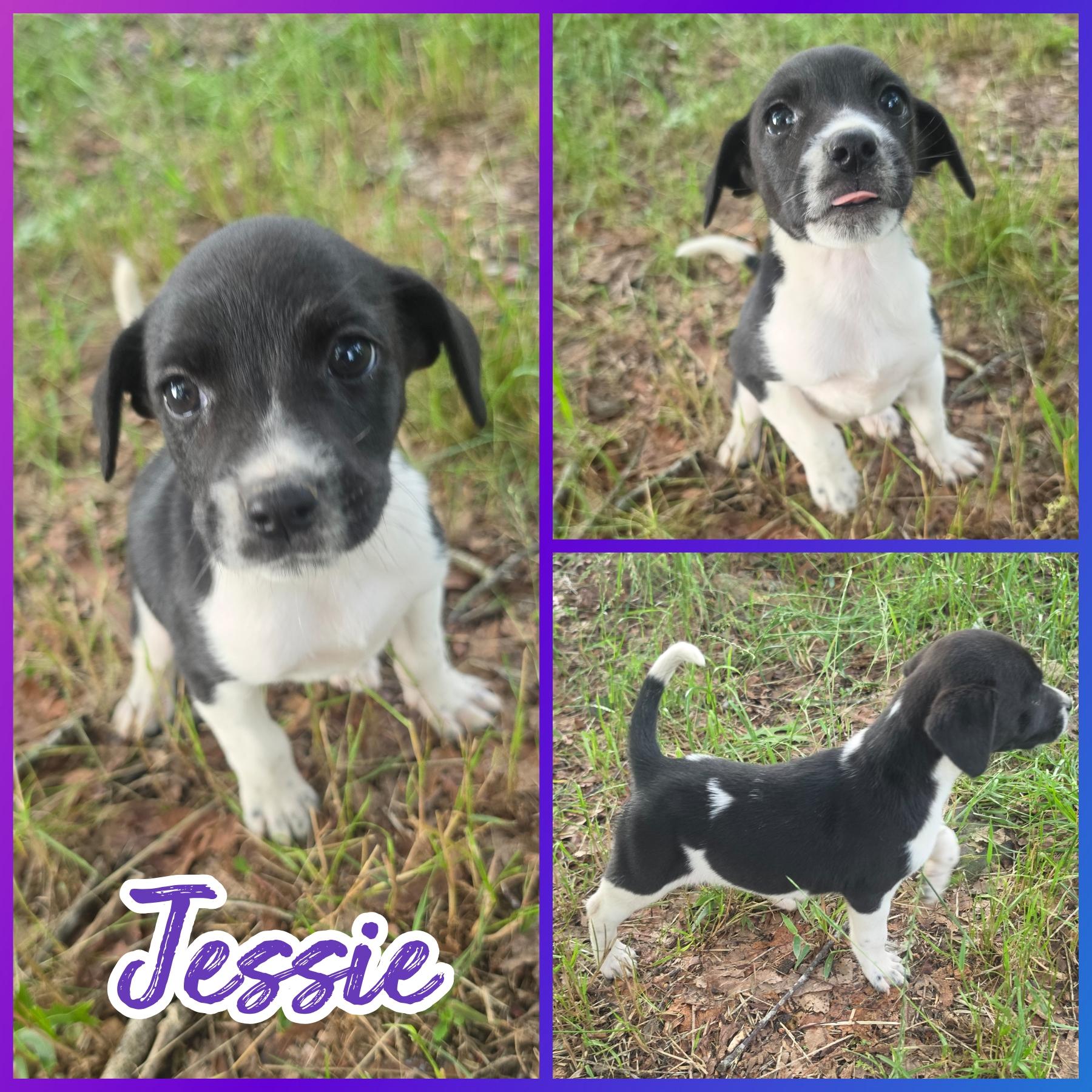 Enlarge Jessie, a Adoptable mixed breed in Blacksburg, SC image 1/1