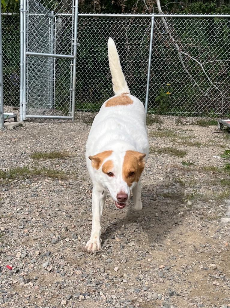 Enlarge Layla, a Adoptable mixed breed in Virginia, MN image 1/2