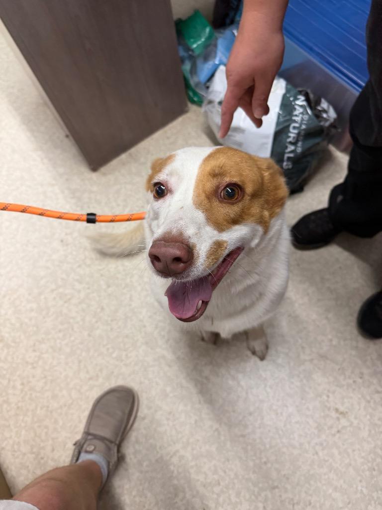 Enlarge Layla, a Adoptable mixed breed in Virginia, MN image 2/2