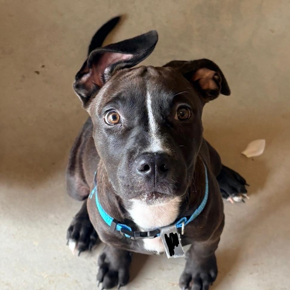 Cora, Adoptable, Puppy Female Pit Bull Terrier.