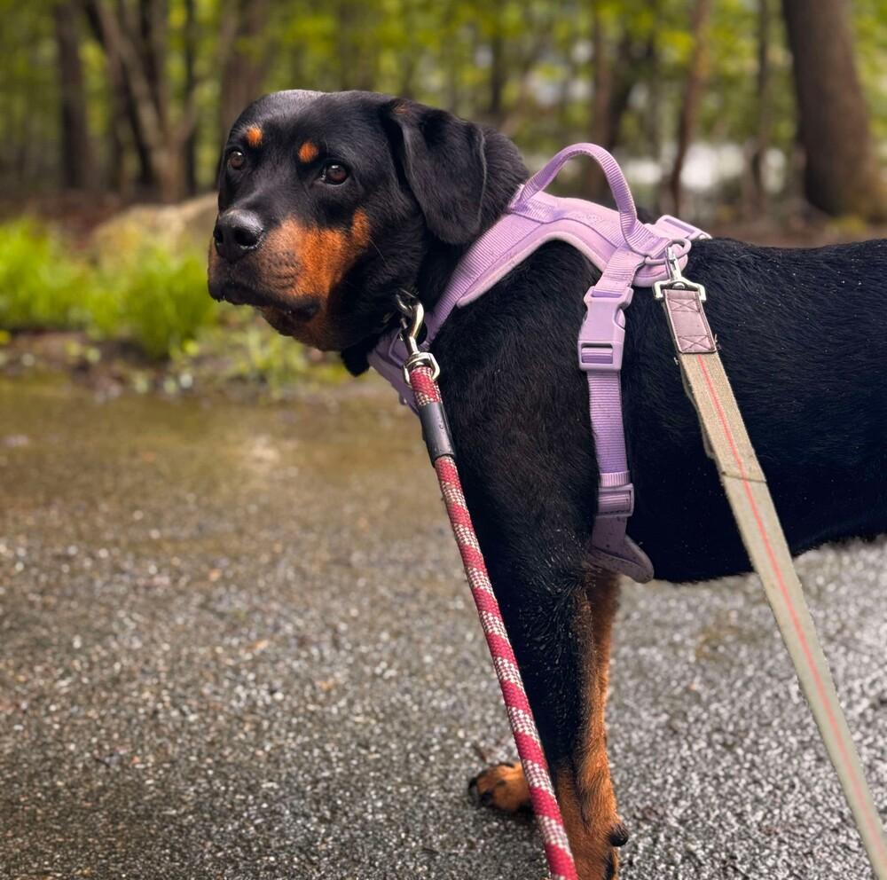 Enlarge Tessa, a Adoptable mixed breed in Long Island City, NY image 2/5