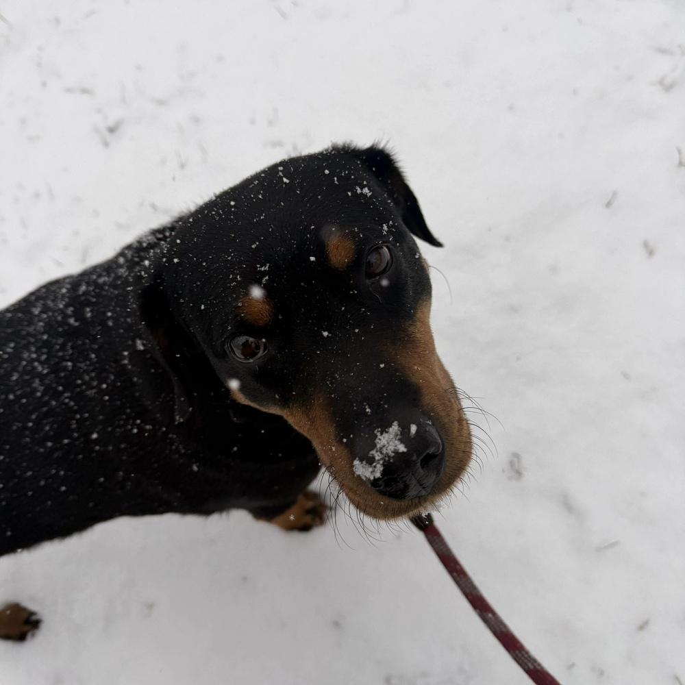 Enlarge Tessa, a Adoptable mixed breed in Long Island City, NY image 3/5