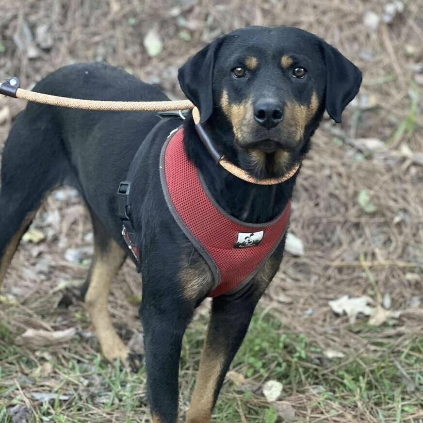Enlarge Tessa, a Adoptable mixed breed in Long Island City, NY image 5/5
