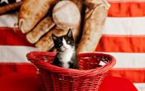 Riley, Adoptable, Kitten Female Domestic Short Hair.