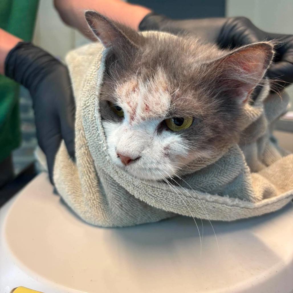 Tip Topsy, Adoptable, Adult Female Domestic Medium Hair.