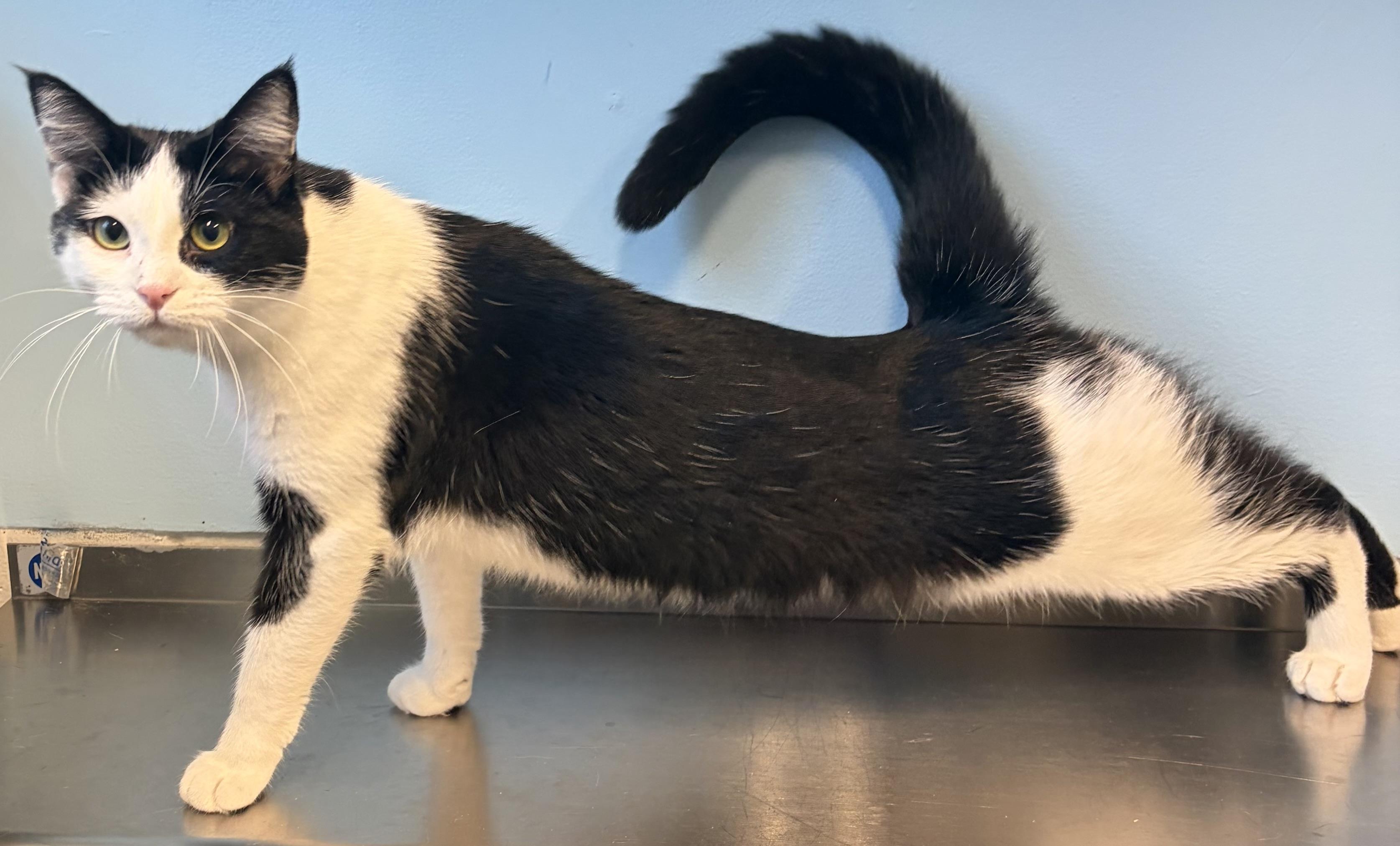 Enlarge Kricket, a Adoptable Domestic Short Hair in Lincoln, MI image 1/1