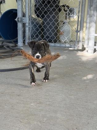 Zeus, ADOPTABLE, Young Male Mixed Breed.