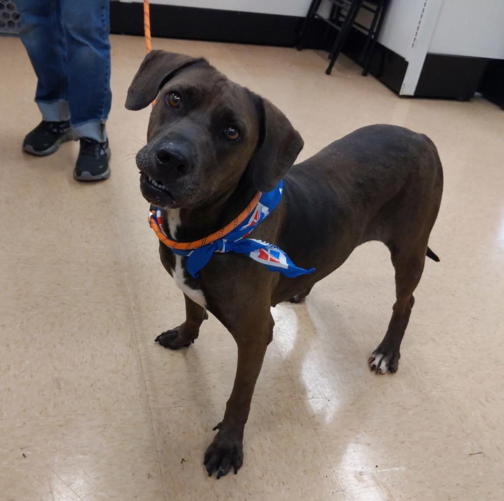 Beau, a Adoptable mixed breed in Mena, AR image 1/3