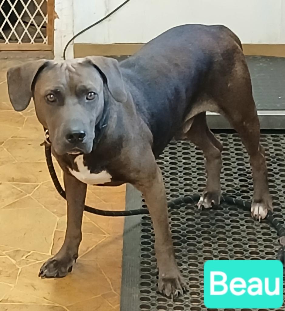 Enlarge Beau, a Adoptable mixed breed in Mena, AR image 1/1