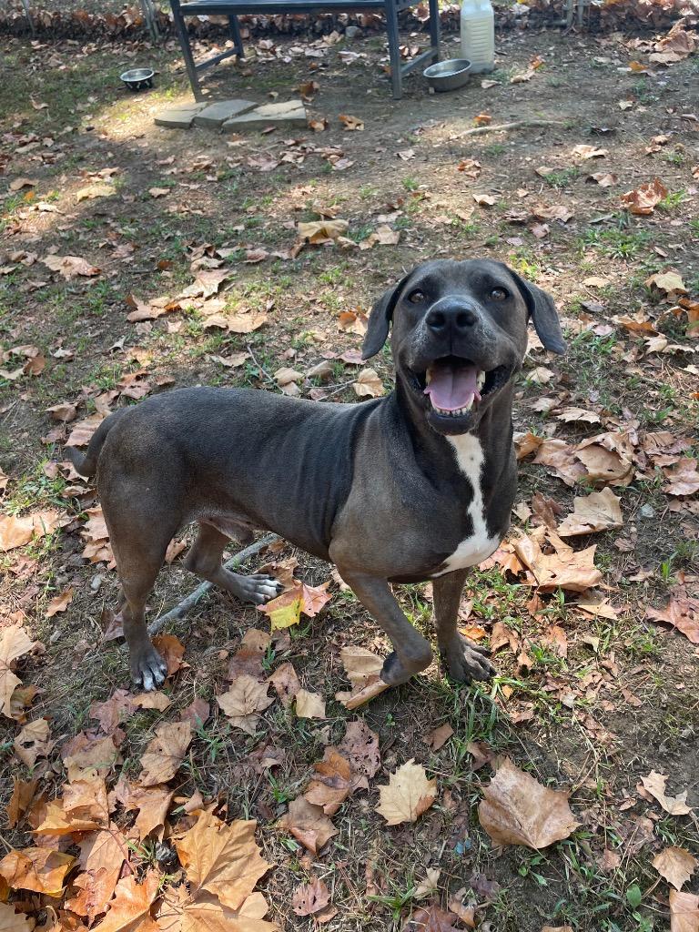 Beau, a Adoptable mixed breed in Mena, AR image 3/3