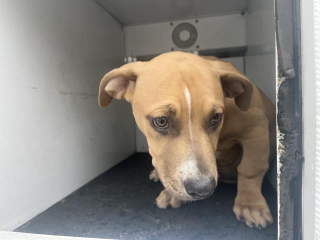 SLINKY, Adoptable, Puppy Male Pit Bull Terrier.