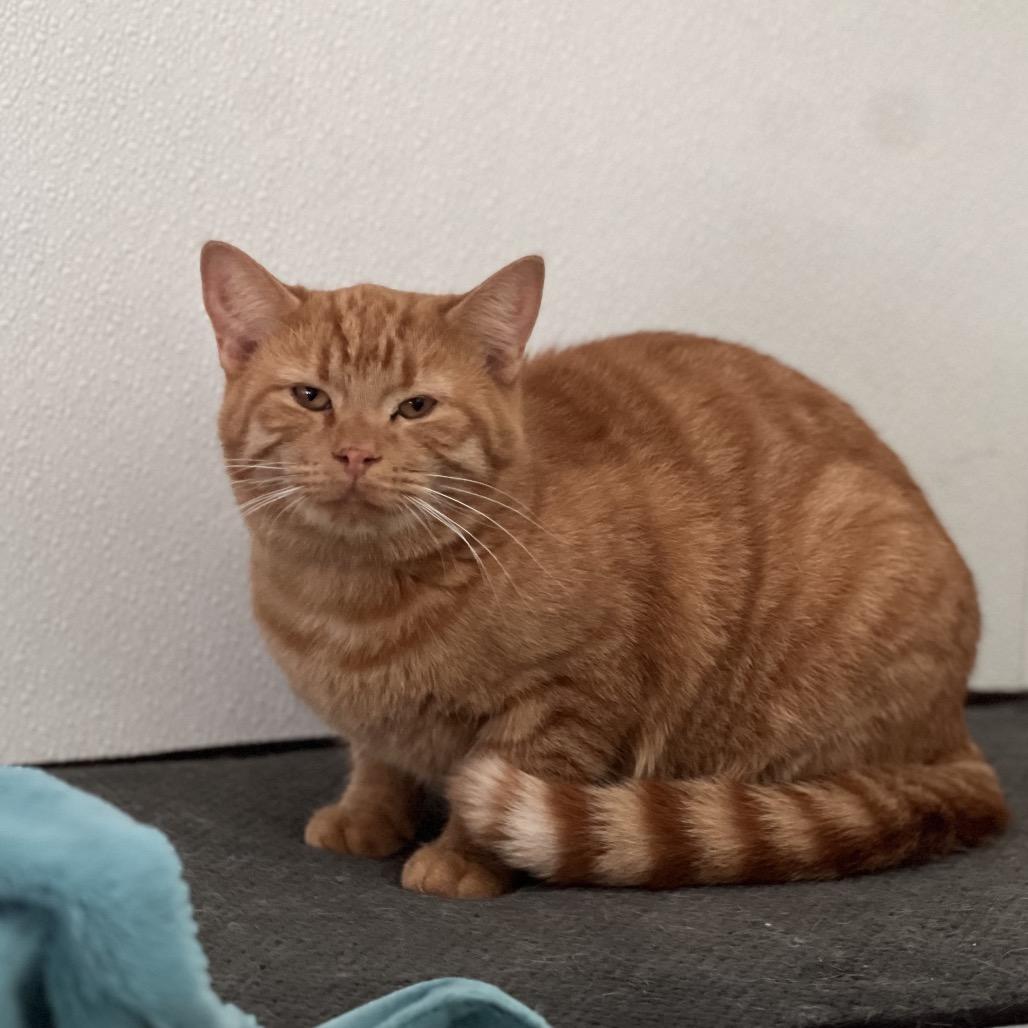 Enlarge Smith, a Adoptable Domestic Short Hair in Harrisville, WV image 1/2