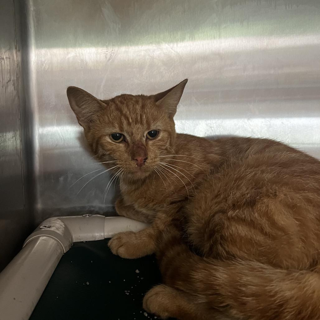 Enlarge Smith, a Adoptable Domestic Short Hair in Harrisville, WV image 2/2