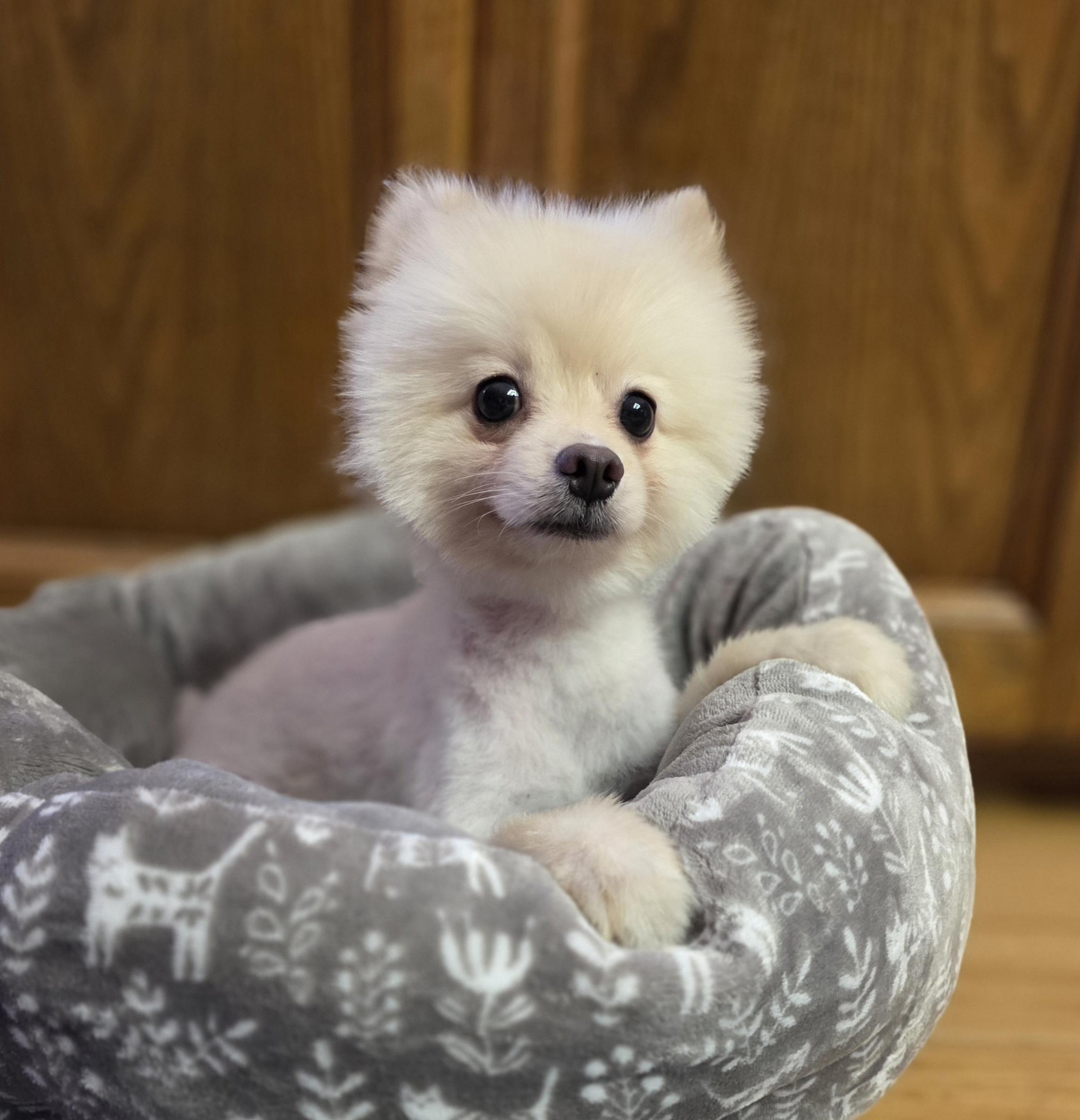 Enlarge Smalls, a ADOPTABLE Pomeranian in Clovis, CA image 1/4