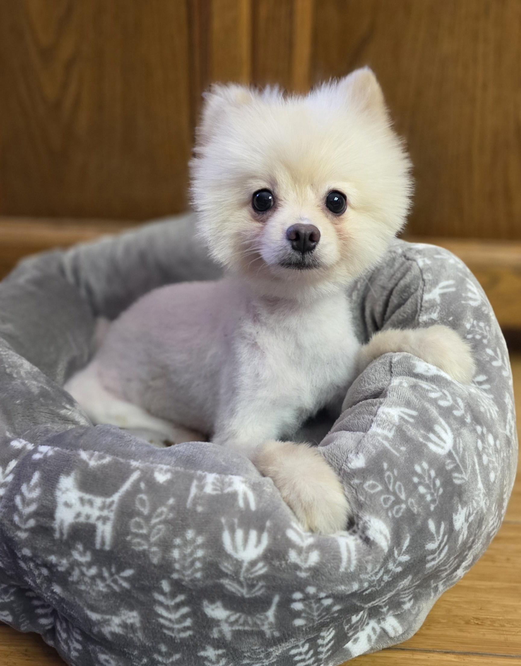 Enlarge Smalls, a ADOPTABLE Pomeranian in Clovis, CA image 4/4