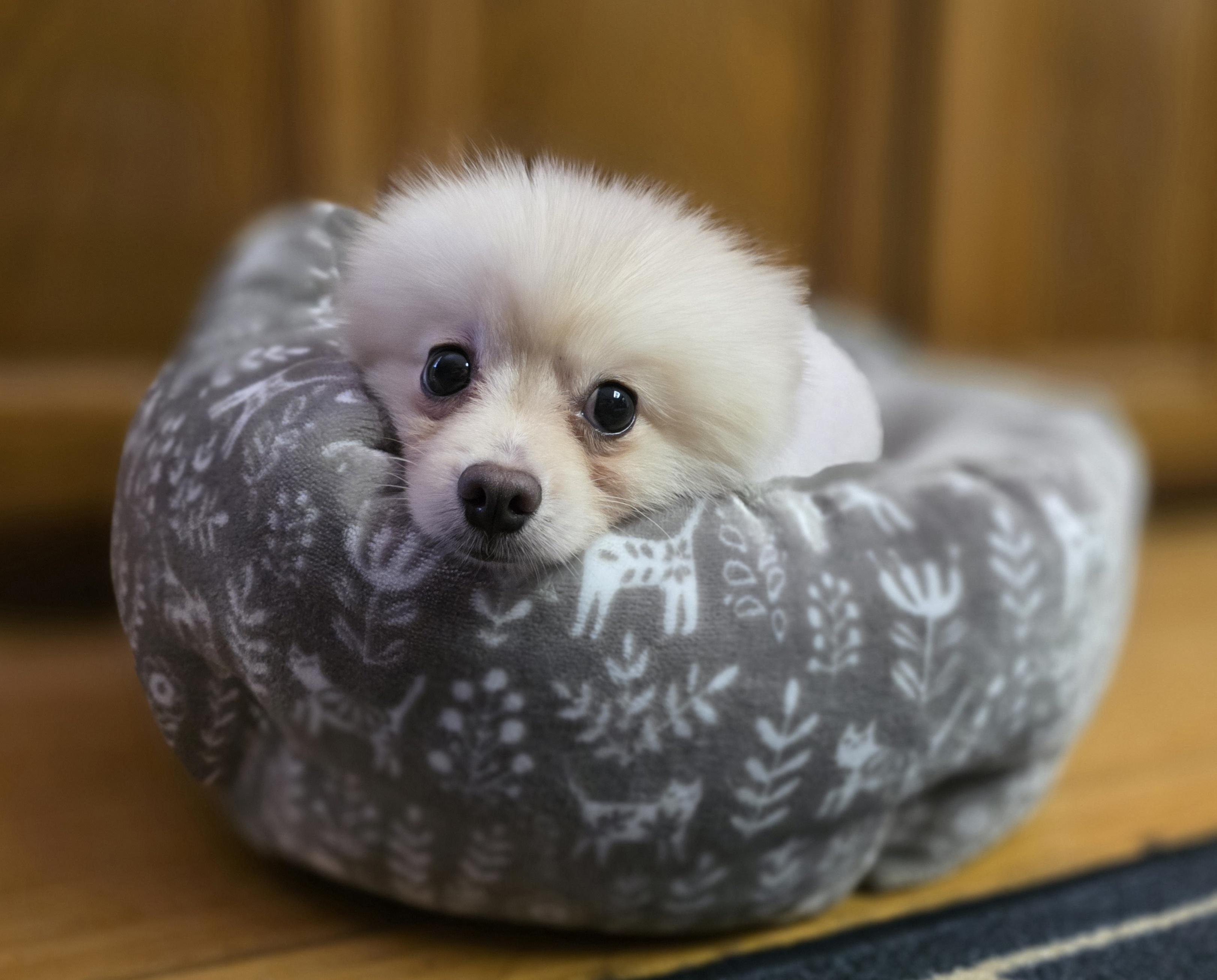 Enlarge Smalls, a ADOPTABLE Pomeranian in Clovis, CA image 3/4