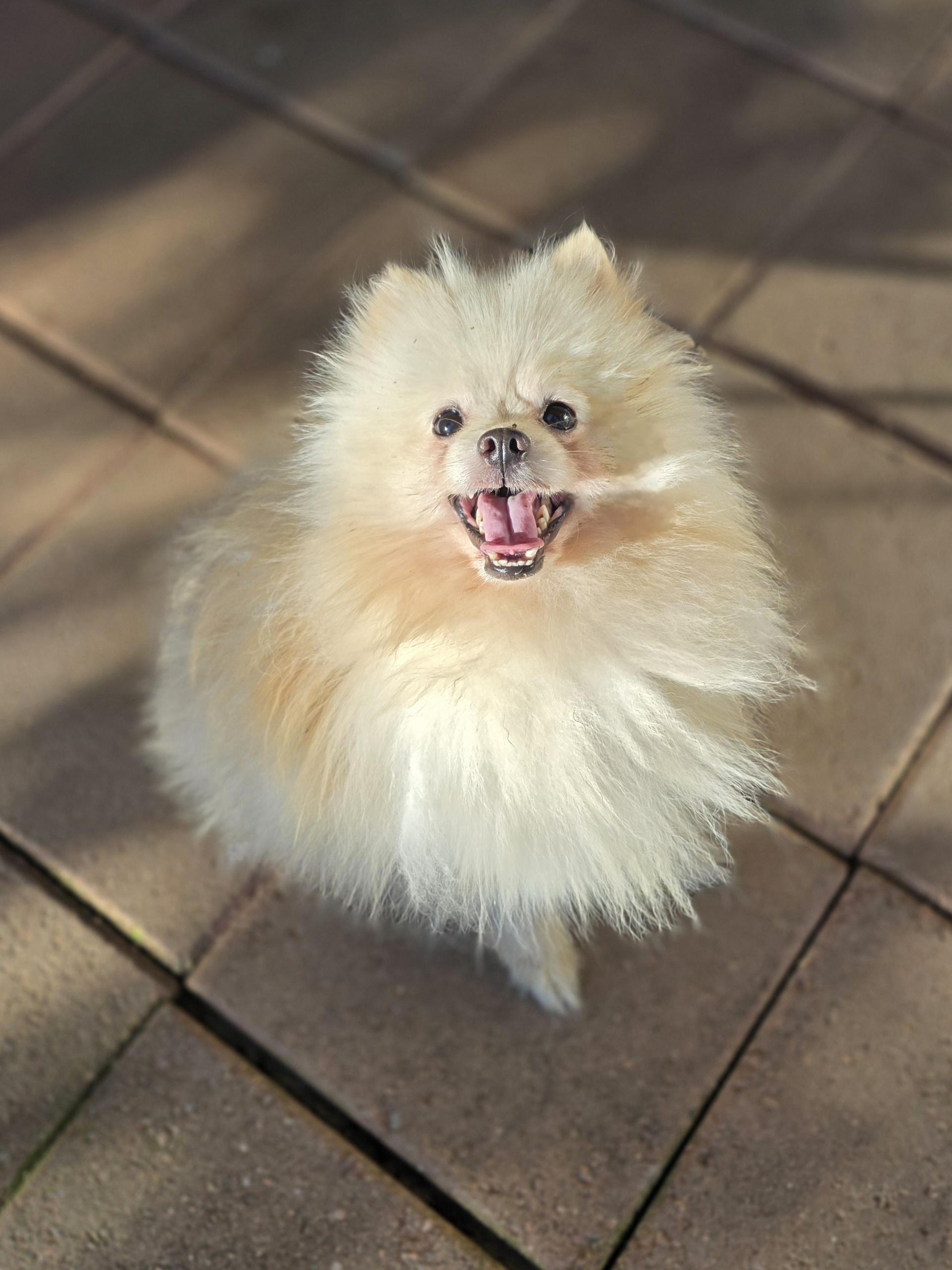 Enlarge Smalls, a ADOPTABLE Pomeranian in Clovis, CA image 2/4