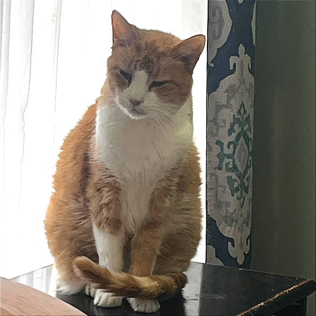 Enlarge Winston, a Adoptable Domestic Short Hair in Winchester, VA image 1/3