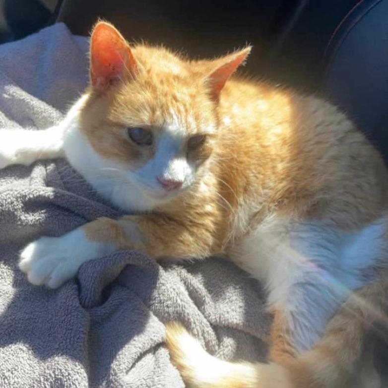 Enlarge Winston, a Adoptable Domestic Short Hair in Winchester, VA image 2/3