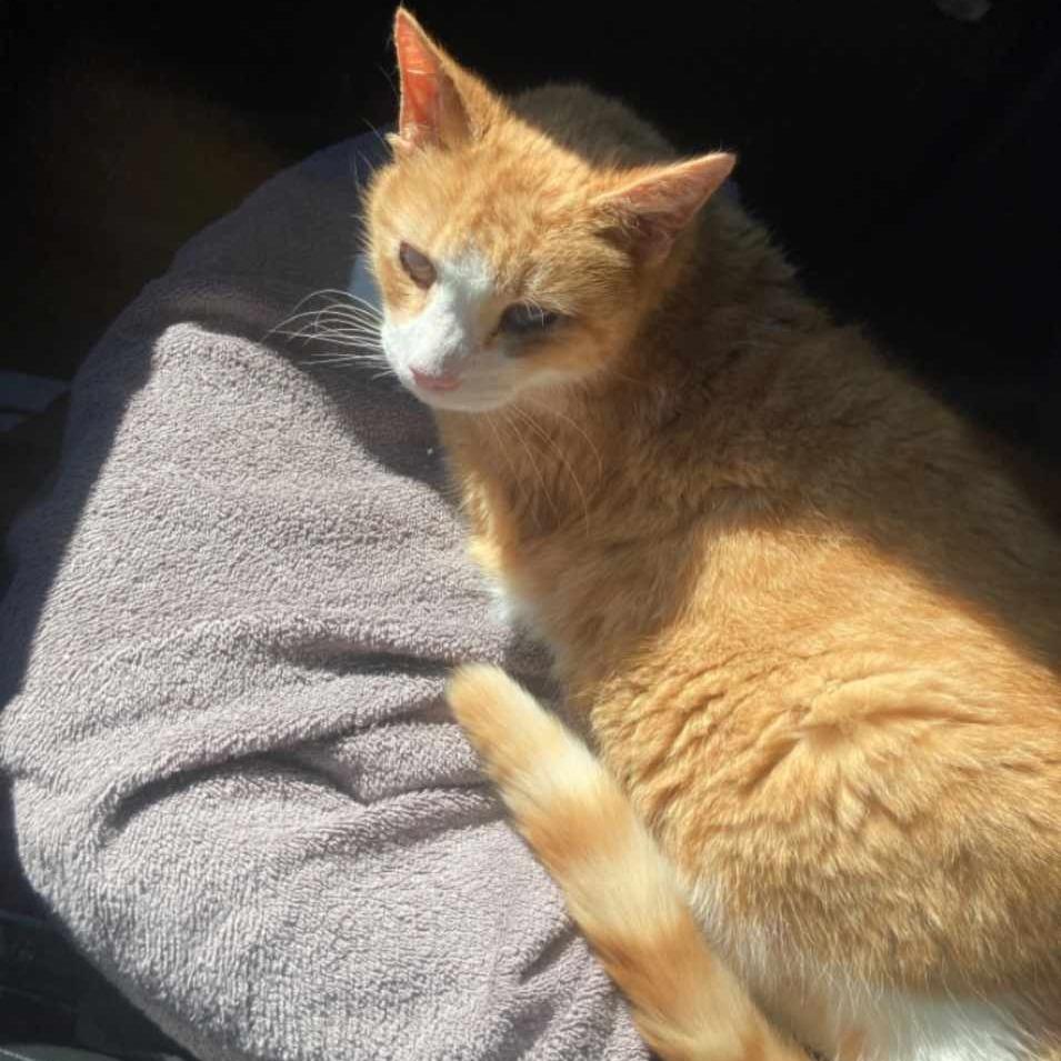 Enlarge Winston, a Adoptable Domestic Short Hair in Winchester, VA image 3/3