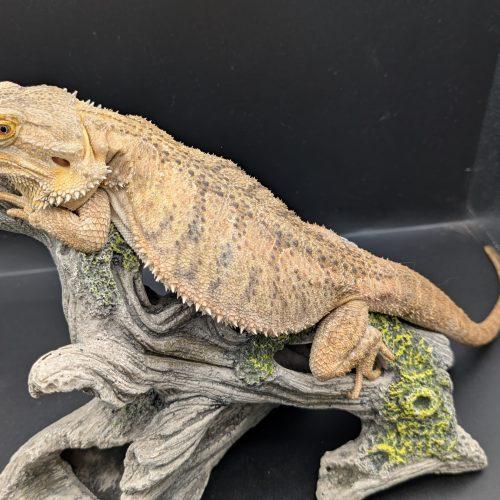Enlarge Fuego, a ADOPTABLE Bearded Dragon in Pefferlaw, ON image 1/1