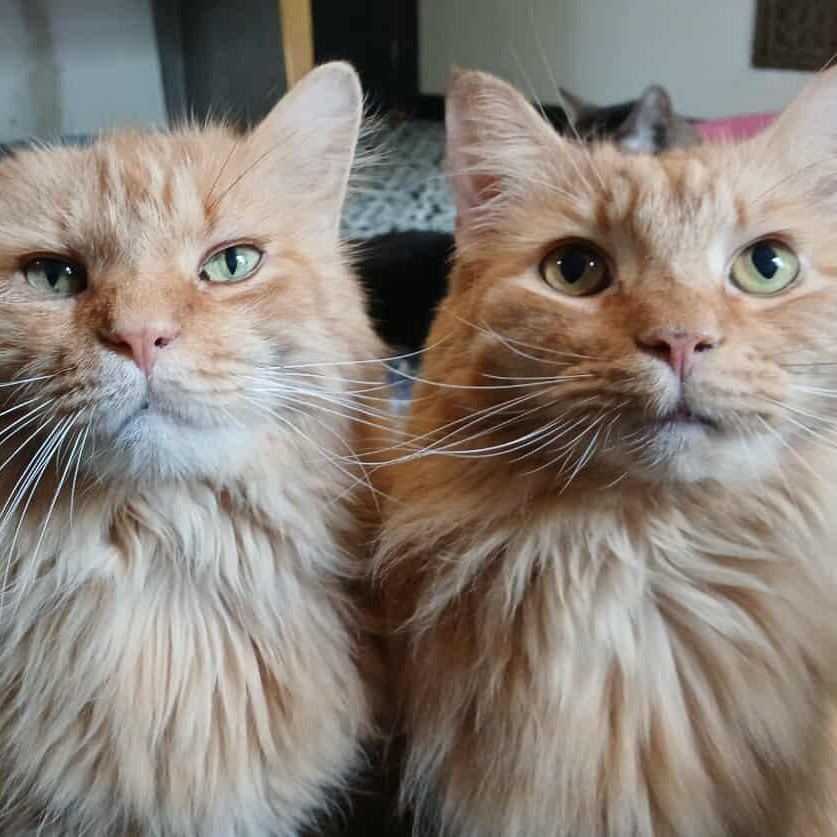 Enlarge Romulus, an adopted mixed breed in Saugerties, NY image 5/5