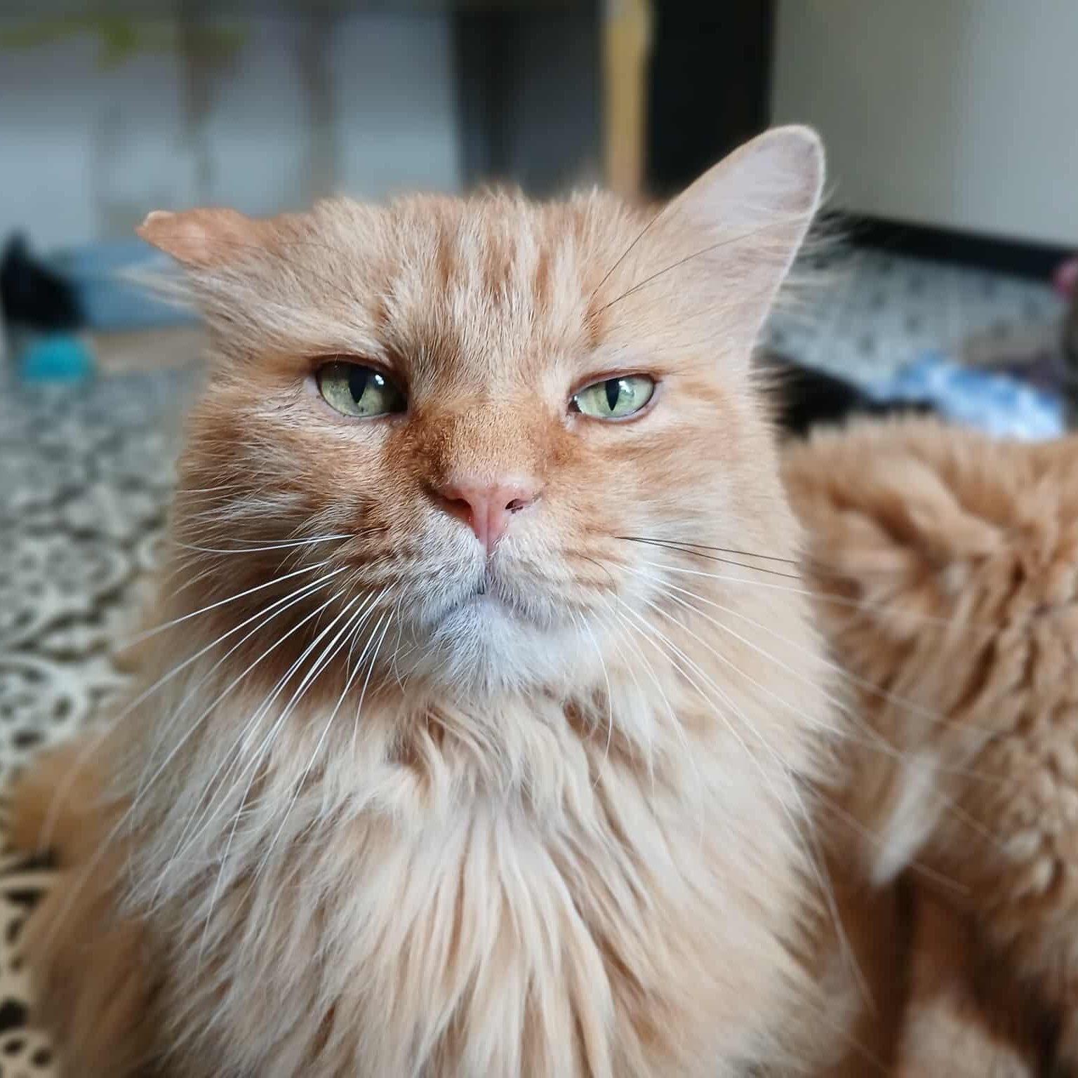 Romulus, Adoptable, Adult Male Domestic Long Hair & Ragdoll.