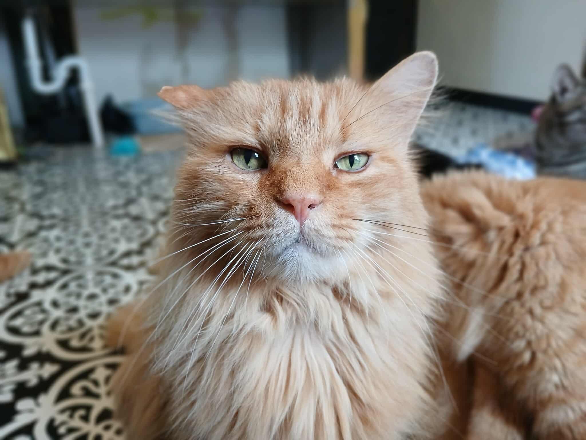 Romulus, an adoptable Domestic Long Hair, Ragdoll in Saugerties, NY, 12477 | Photo Image 1