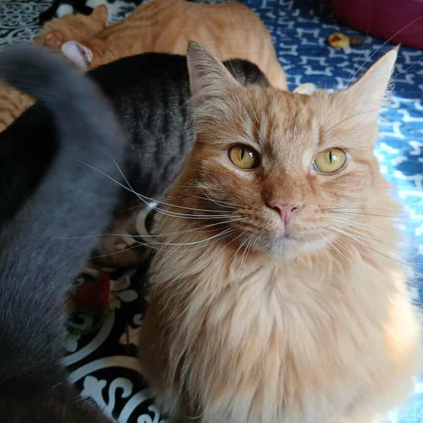 Romulus And Remus thumbnail 3