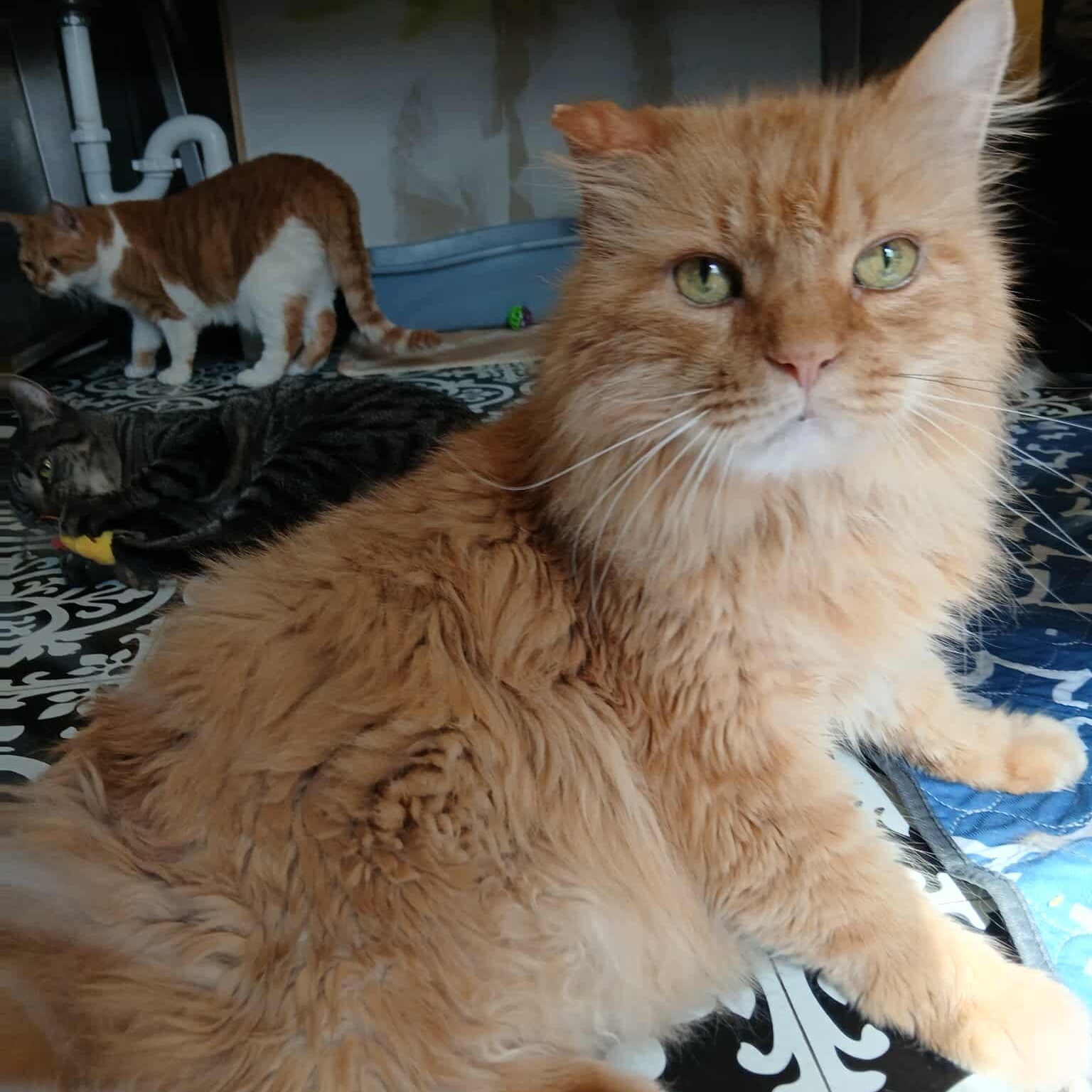 Romulus, an adoptable Domestic Long Hair, Ragdoll in Saugerties, NY, 12477 | Photo Image 5