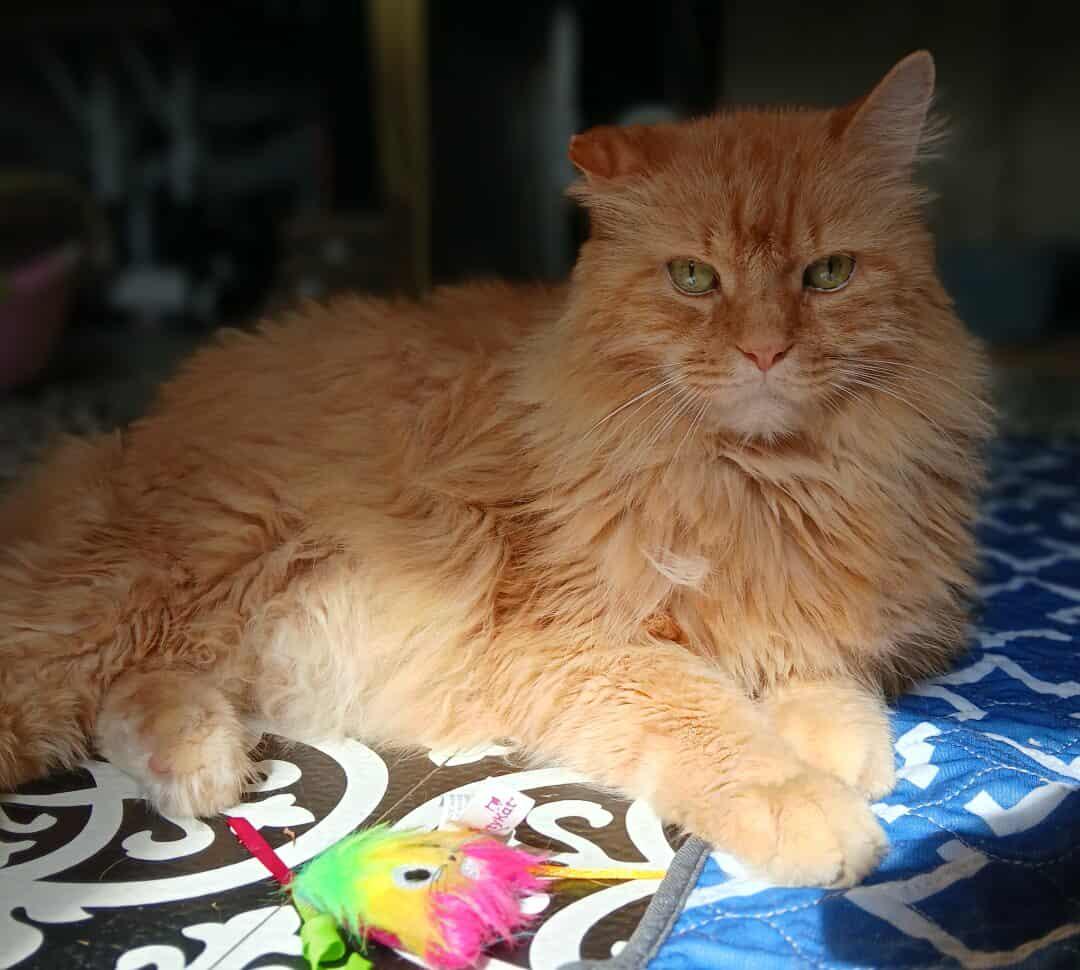 Romulus, an adoptable Domestic Long Hair, Ragdoll in Saugerties, NY, 12477 | Photo Image 4