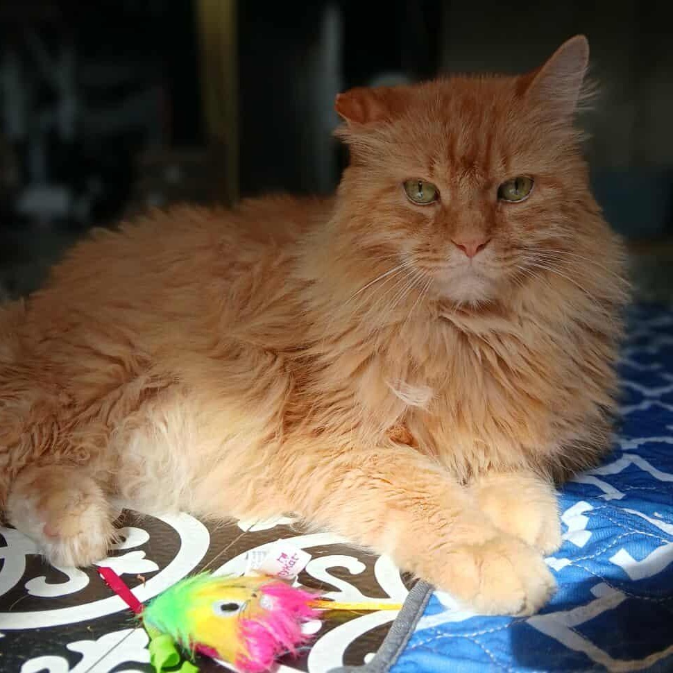 Enlarge Romulus, an adopted mixed breed in Saugerties, NY image 2/5