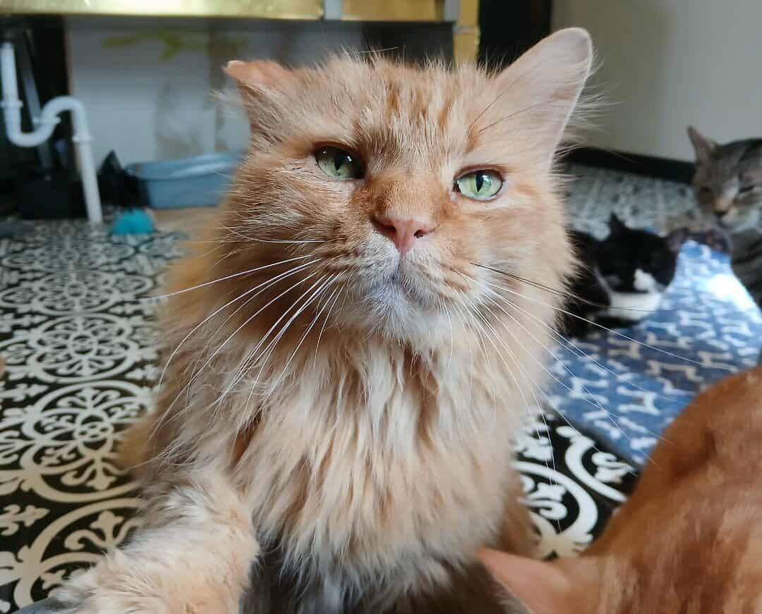 Romulus And Remus thumbnail 2