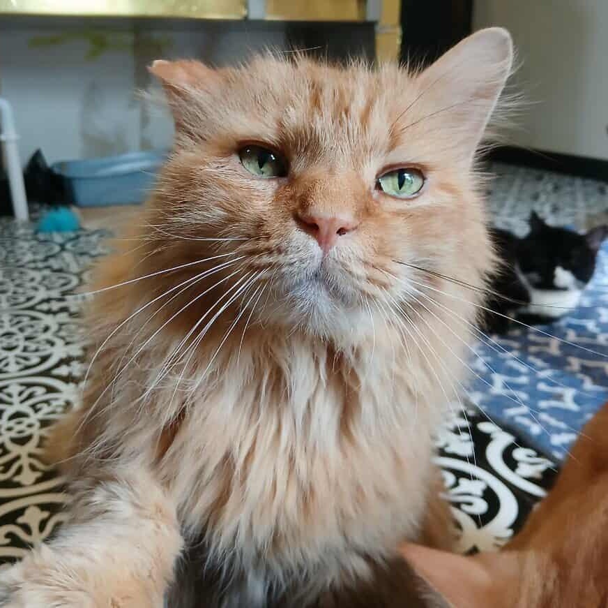 Enlarge Romulus, an adopted mixed breed in Saugerties, NY image 3/5