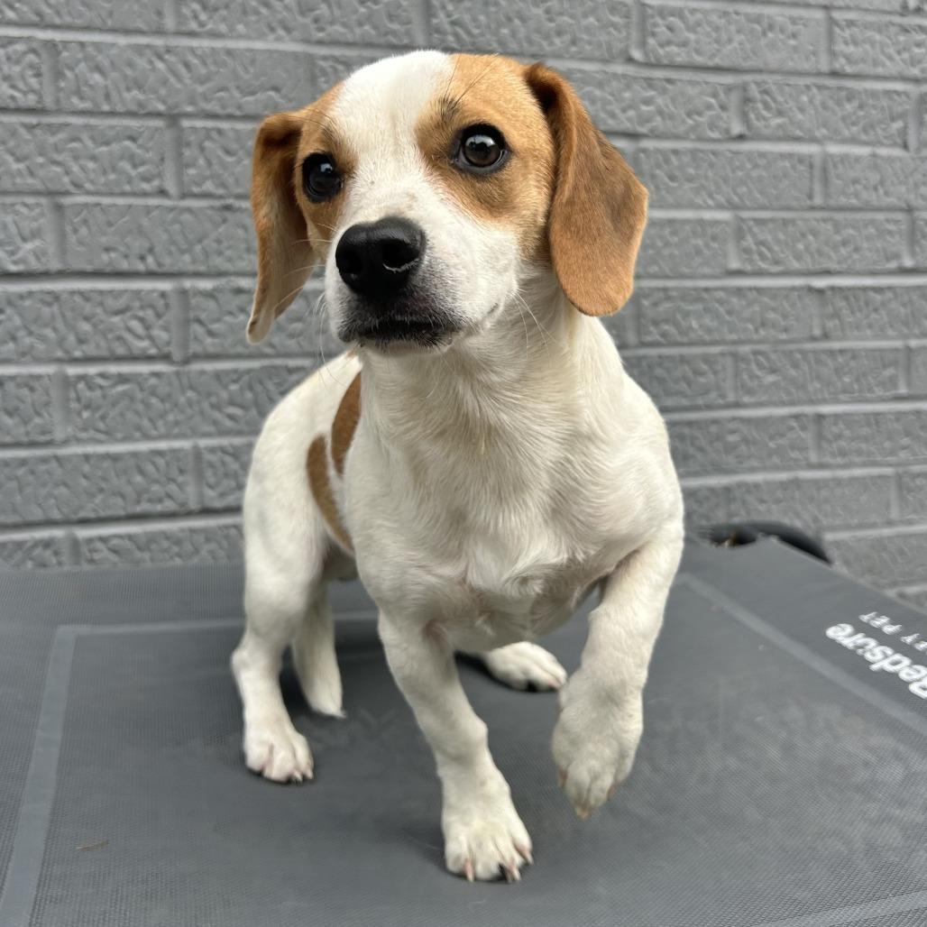 Enlarge Cash, a Adoptable mixed breed in St. Louis, MO image 2/4