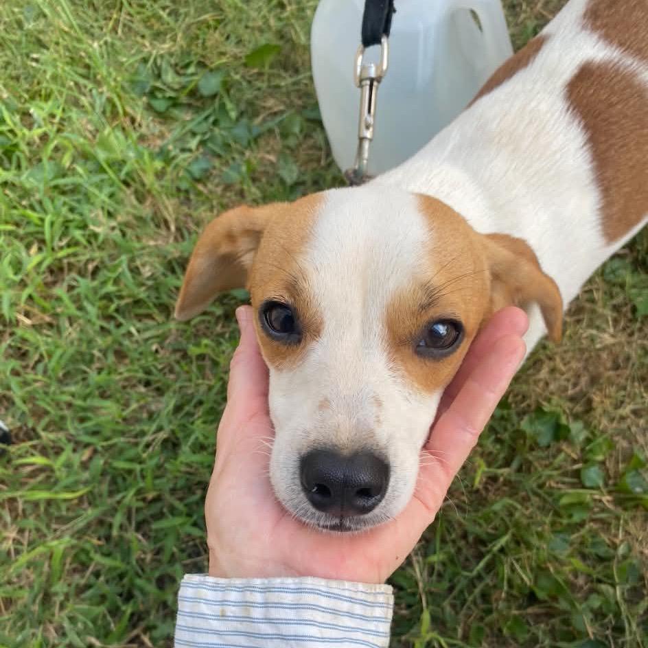 Enlarge Cash, a Adoptable mixed breed in St. Louis, MO image 3/4