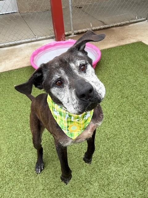 Paw Paw, ADOPTABLE, Adult Male Plott Hound & Labrador Retriever.