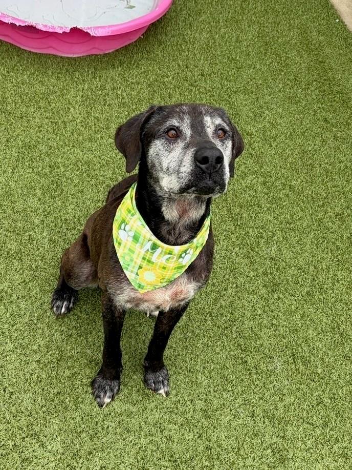 Enlarge Paw Paw, a ADOPTABLE mixed breed in Fayetteville, AR image 2/6