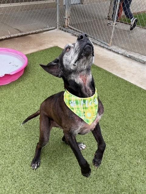 Enlarge Paw Paw, a ADOPTABLE mixed breed in Fayetteville, AR image 3/6