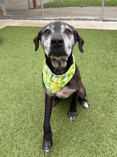Enlarge Paw Paw, a ADOPTABLE mixed breed in Fayetteville, AR image 4/6