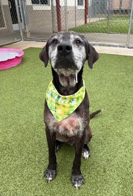 Enlarge Paw Paw, a ADOPTABLE mixed breed in Fayetteville, AR image 5/6
