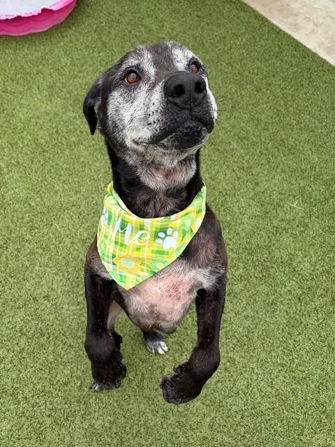 Enlarge Paw Paw, a ADOPTABLE mixed breed in Fayetteville, AR image 6/6