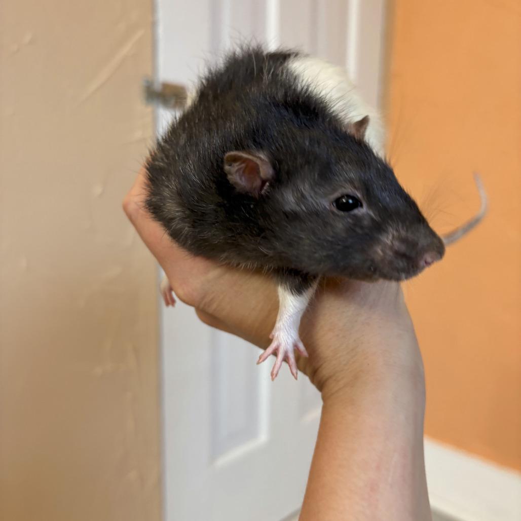 Wiggins, Adoptable, Young Male Rat.