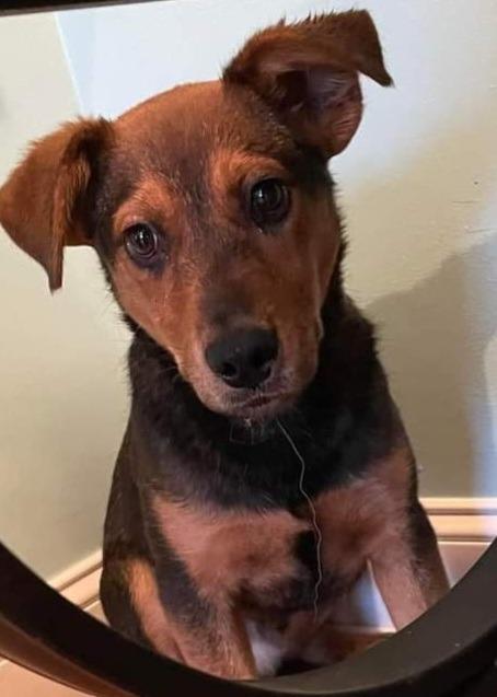 Enlarge Dasher, a Adoptable mixed breed in New Bern, NC image 1/1