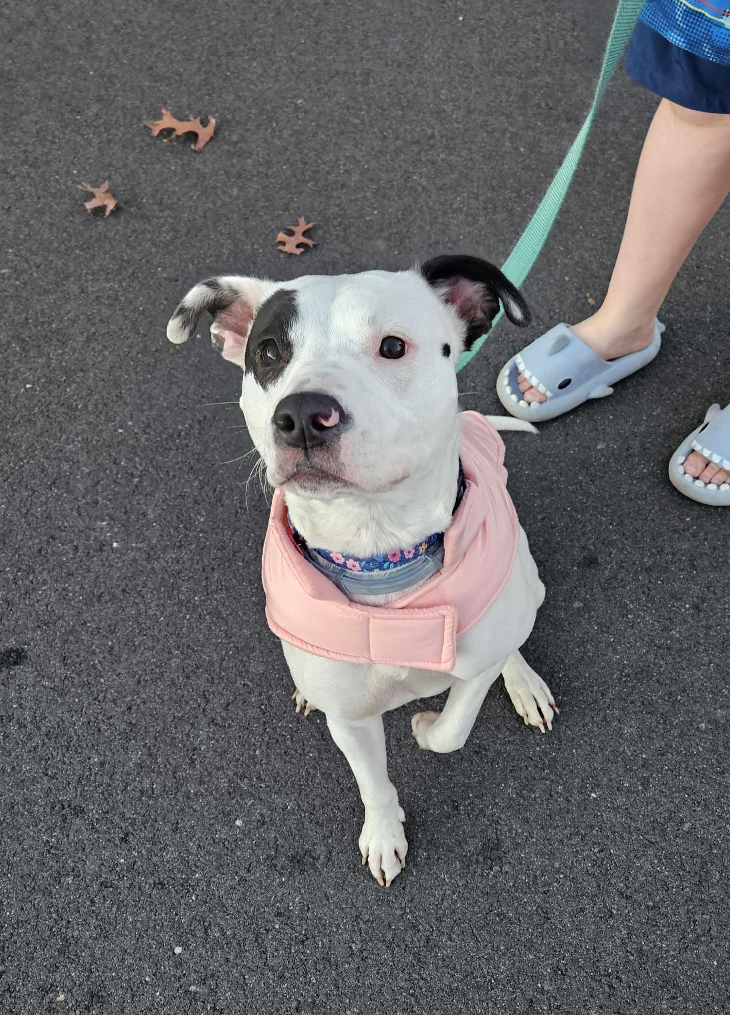 Violet, Adopted, Young Female Pit Bull Terrier & Hound.