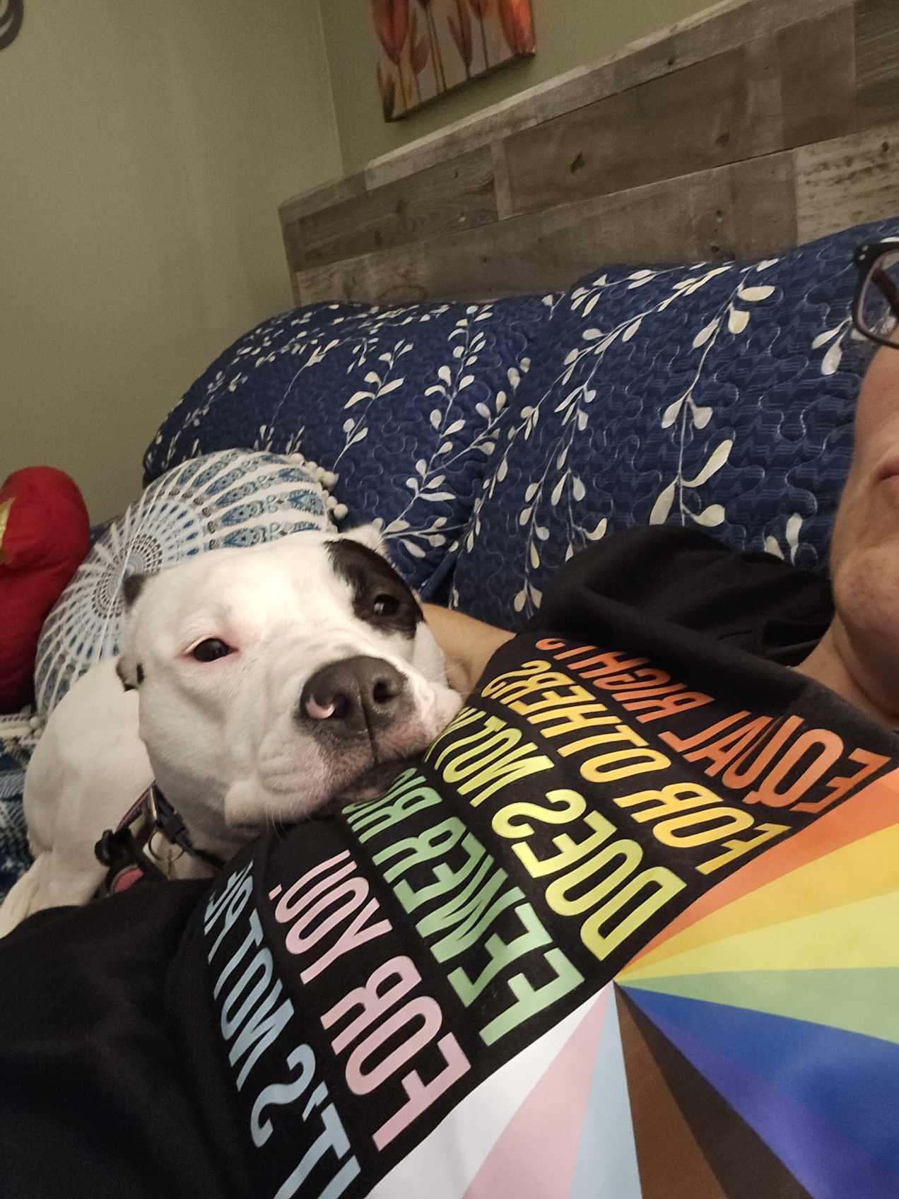 Enlarge Violet, a Adopted mixed breed in New Milford, CT image 2/6