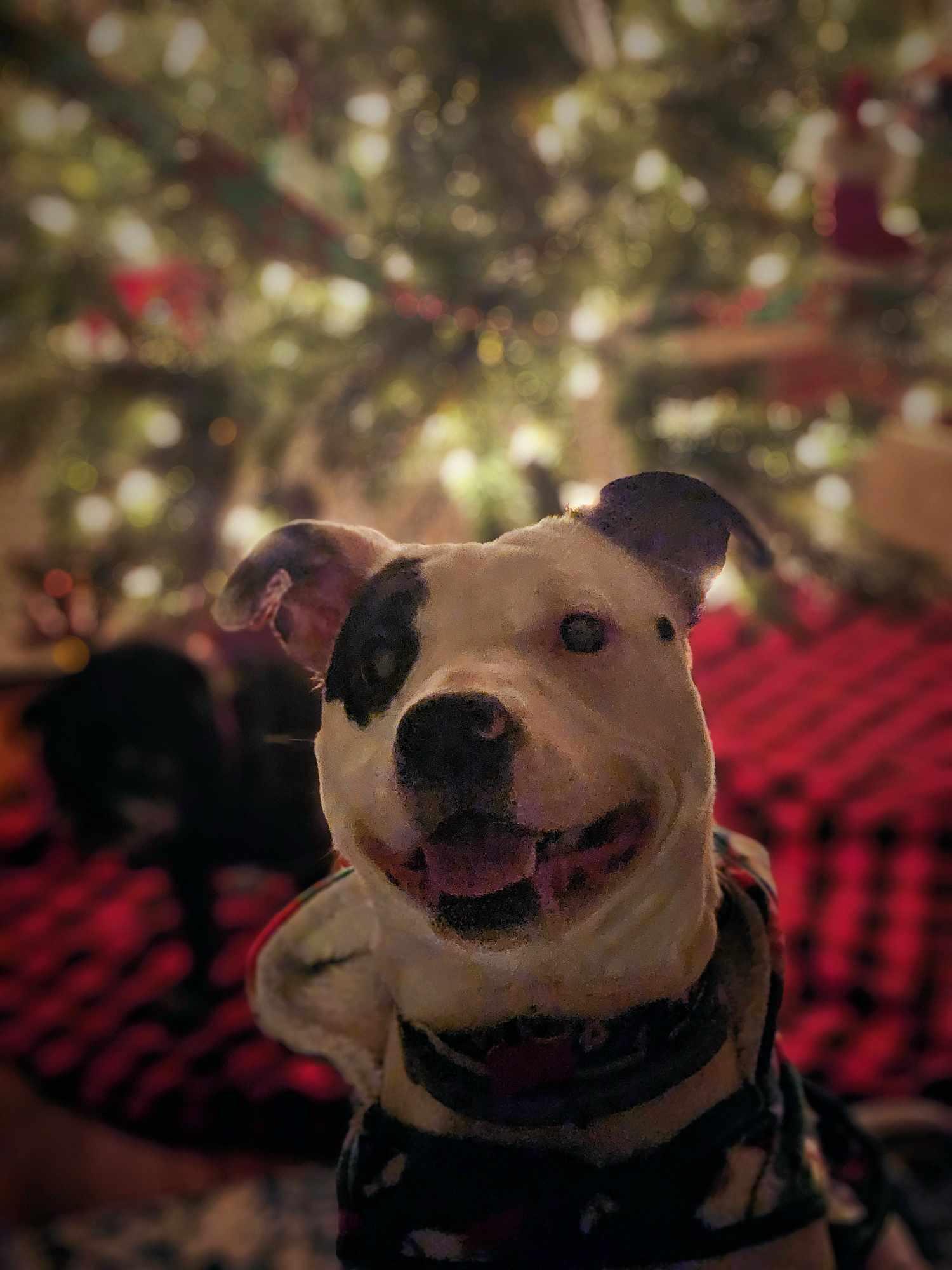 Enlarge Violet, a Adopted mixed breed in New Milford, CT image 3/6